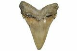 Huge Serrated Angustidens Tooth - Megalodon Ancestor #328969-1